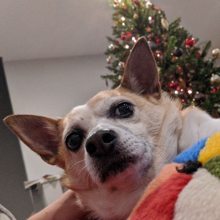 Tobby and his ball in front of a christmas tree